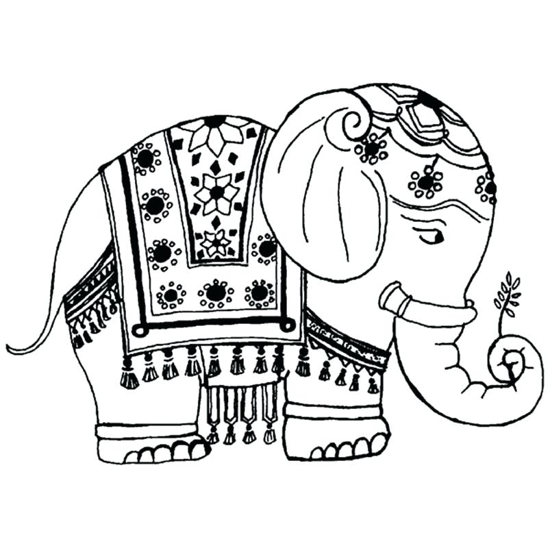 800x800 Elephant Pictures To Color Elephant Skin Color Indian Elephant