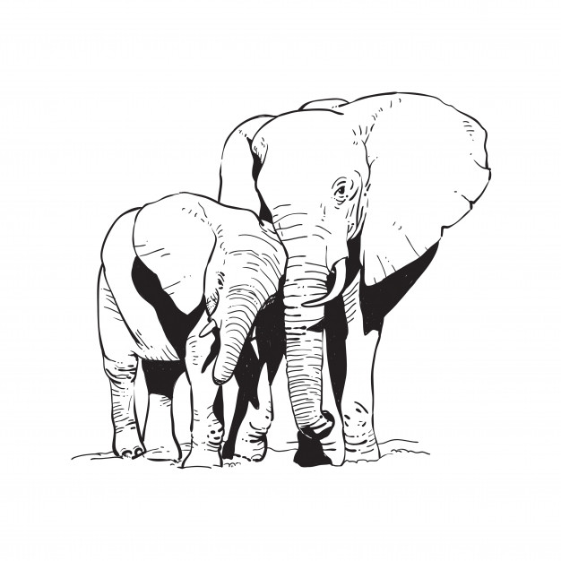 626x626 Elephant Outline Vectors, Photos And Free Download