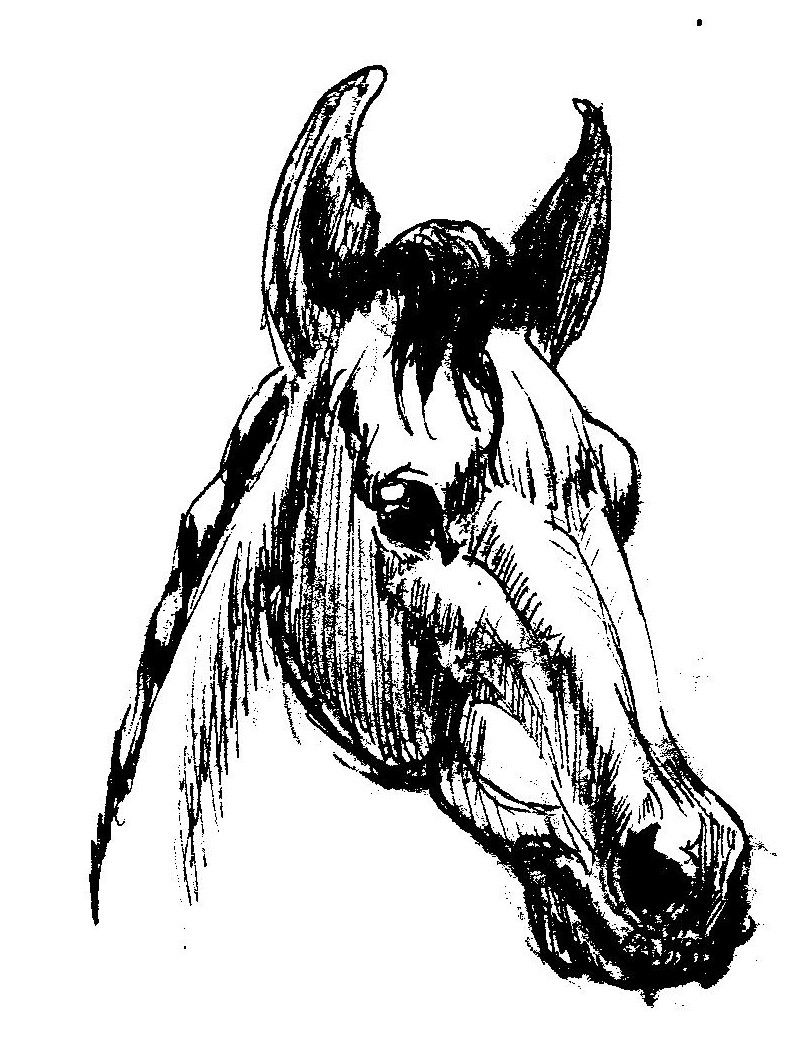 811x1051 Rasmus Najbjerg Indian Ink Drawing Of A Horse W