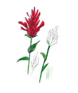 269x320 How To Draw Indian Paintbrush Flowers