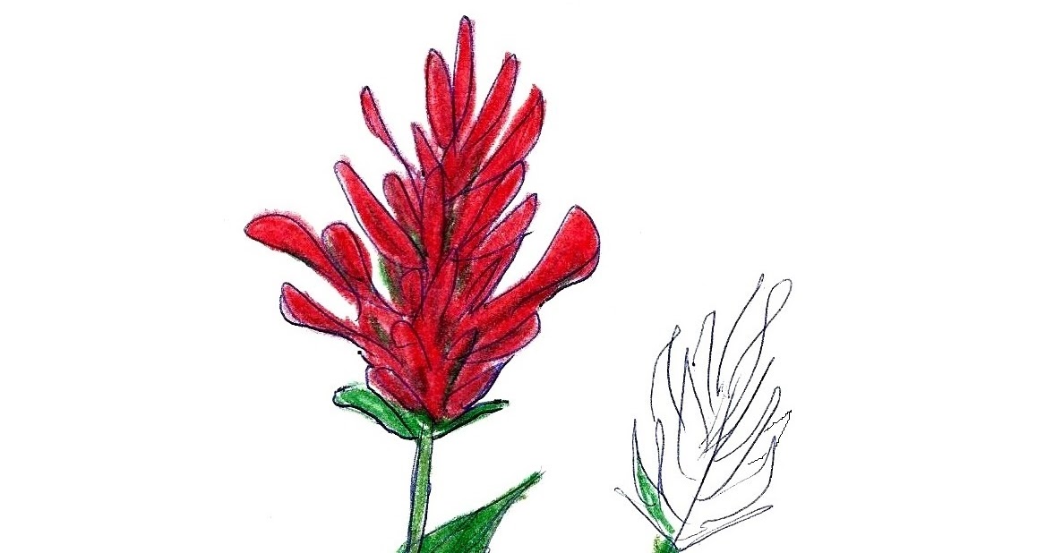 1177x618 Indian Paintbrush Flowers Art Class Ideas