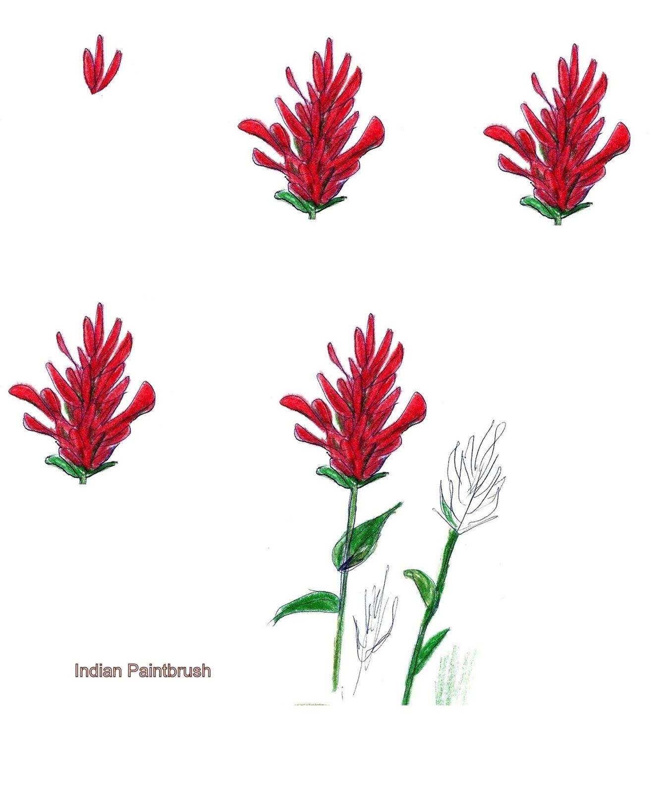 1334x1600 Indian Paintbrush Flowers Art Class Ideas Art Tx Ideas