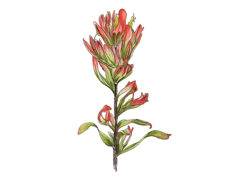800x600 Indian Paintbrush