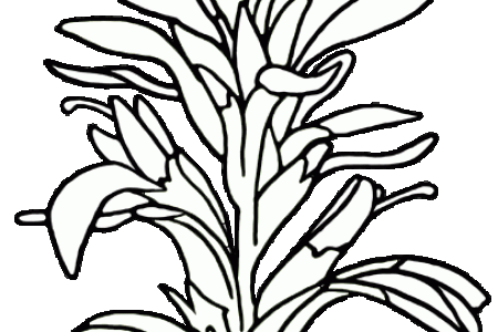 450x300 Collection Of Free Botanical Drawing Indian Paintbrush Download