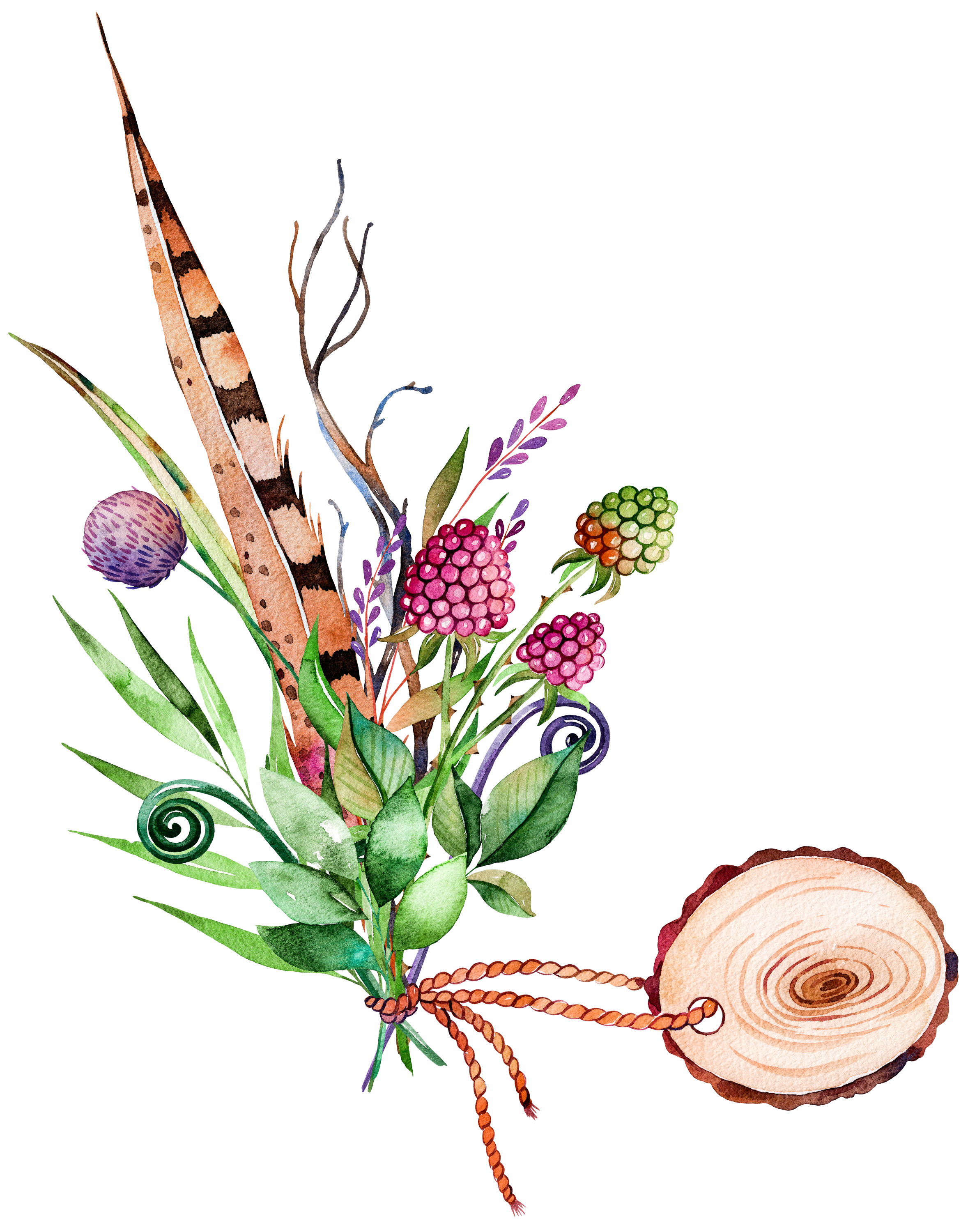 2340x3000 Collection Of Free Botanical Drawing Indian Paintbrush Download