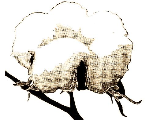 500x393 Cotton I Love It, Thats All I Know Cotton