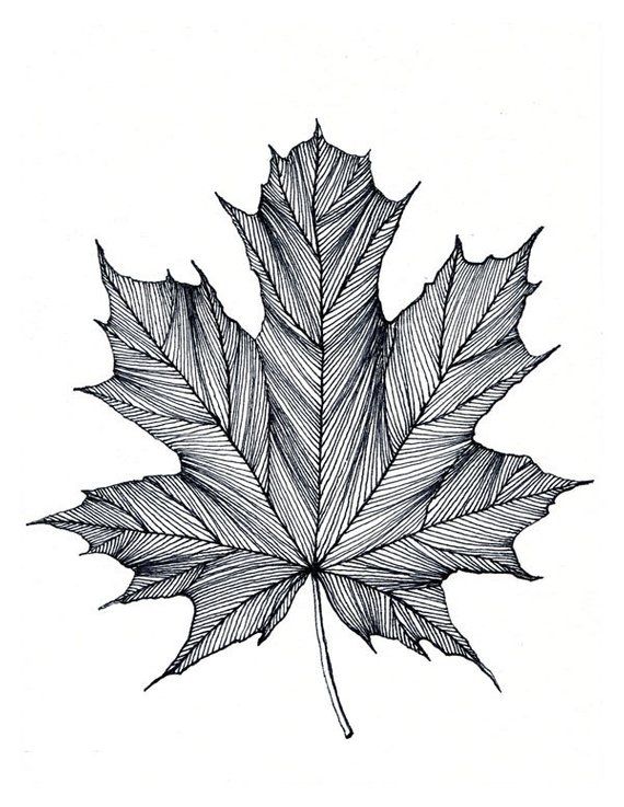 570x737 Maple Leaf Print Of Original Black Or Green Pen And Ink Drawing