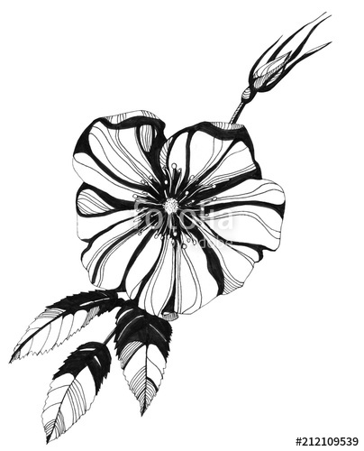 404x500 Awesome Rose Flowers Hand Drawn Ink Illustration Wallpaper