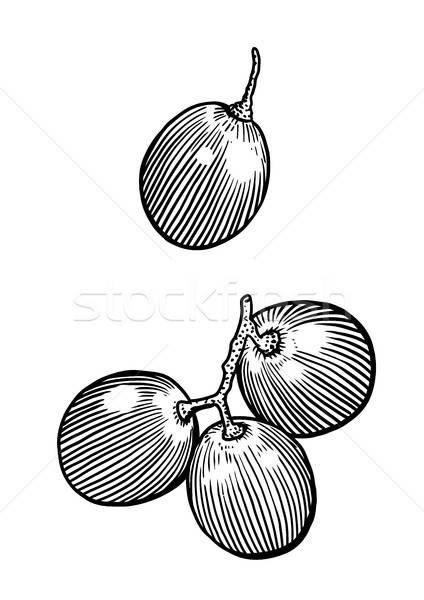 424x600 Grape Illustration, Drawing, Engraving, Ink, Line Art, Vector