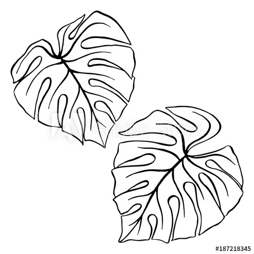 Collection of Monstera clipart | Free download best Monstera clipart on