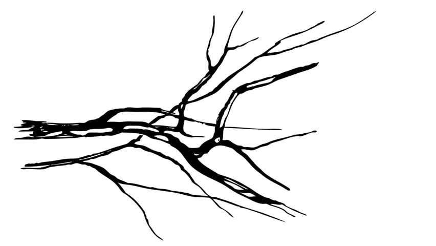 852x480 Animated Ink Drawing Twig Black Stock Footage Video