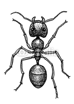 283x400 Ant Illustration, Drawing, Engraving, Ink, Line Art, Vector Buy