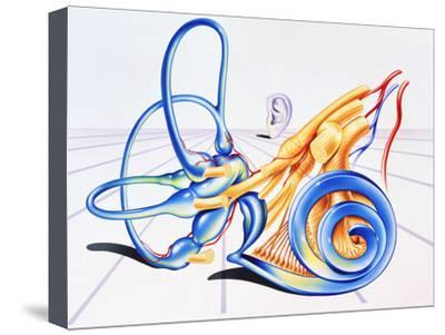400x301 Artwork Of Inner Ear Photographic Print