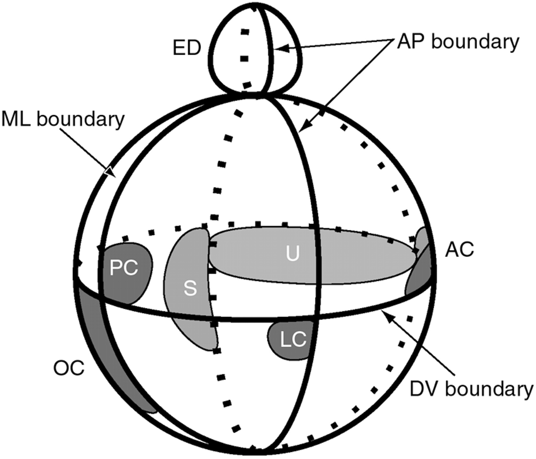 1800x1541 Molecular Genetics Of Pattern Formation In The Inner Ear Do