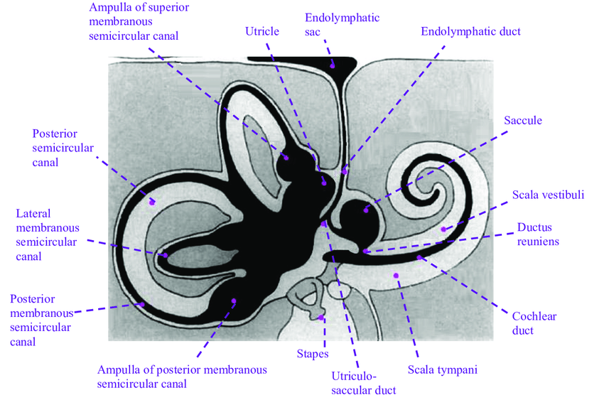 850x563 schematic drawing of inner ear which endolymphatic fluid is black