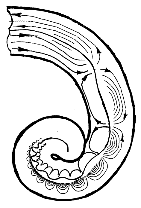 471x692 Basilar Membrane