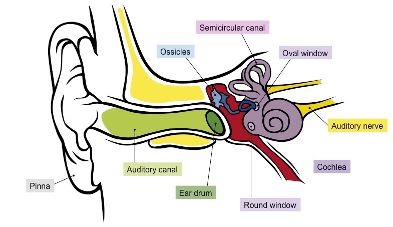 Inner Ear Drawing | Free download on ClipArtMag