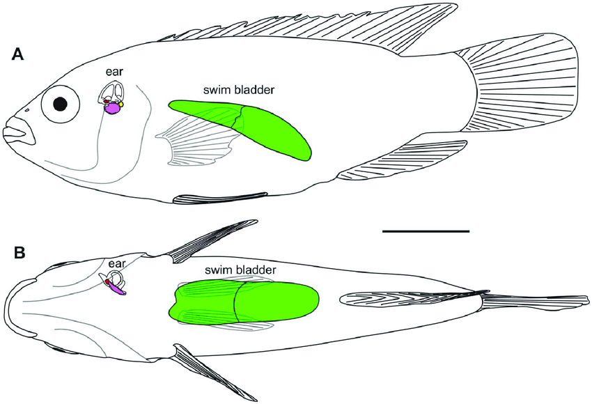 850x580 Swim Bladder And Inner Ear Of H Guttatus