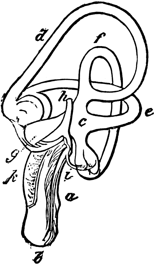 598x1024 The Inner Ear Of An Eagle Clipart Etc