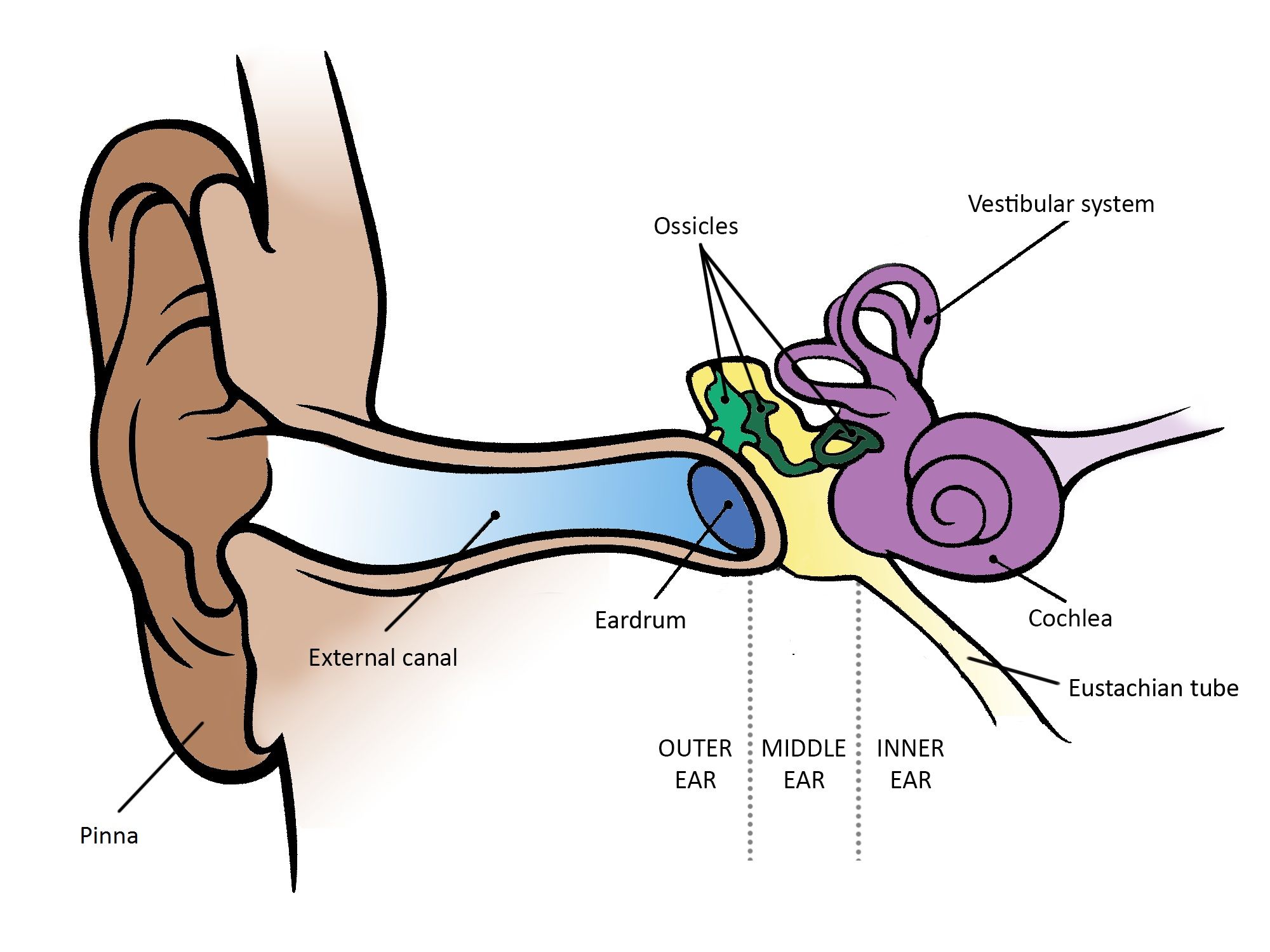 Inner Ear Drawing | Free download on ClipArtMag
