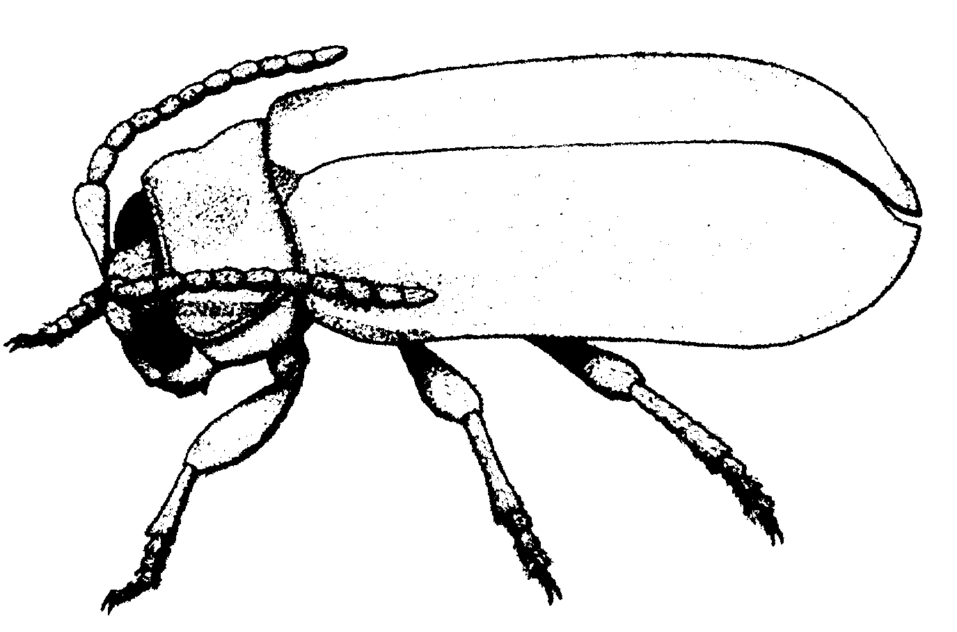 1375x909 Drawing Insect Flea Transparent Png Clipart Free Download