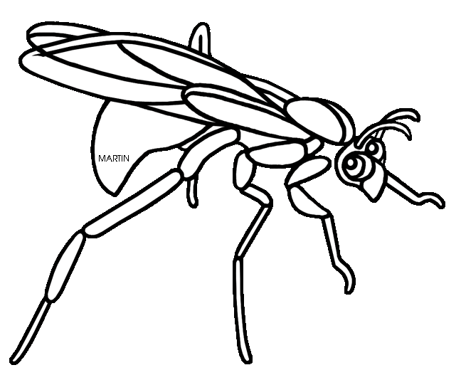 648x520 Drawing Insect Wasp Transparent Png Clipart Free Download