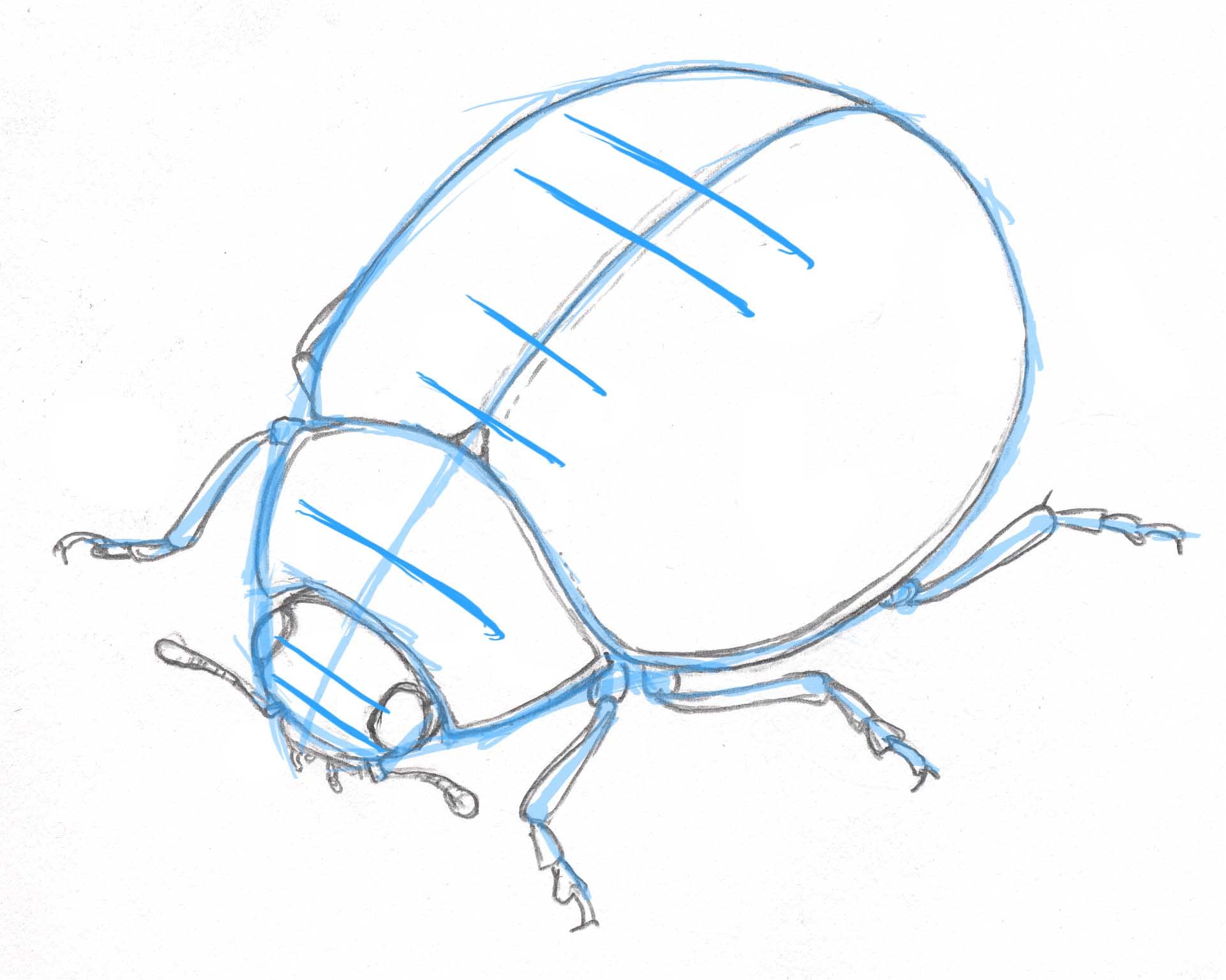 1921x1535 Drawing Insects Archives