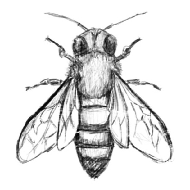 612x612 Fascinating Drawings Of Insects Inspiring Top Ideas
