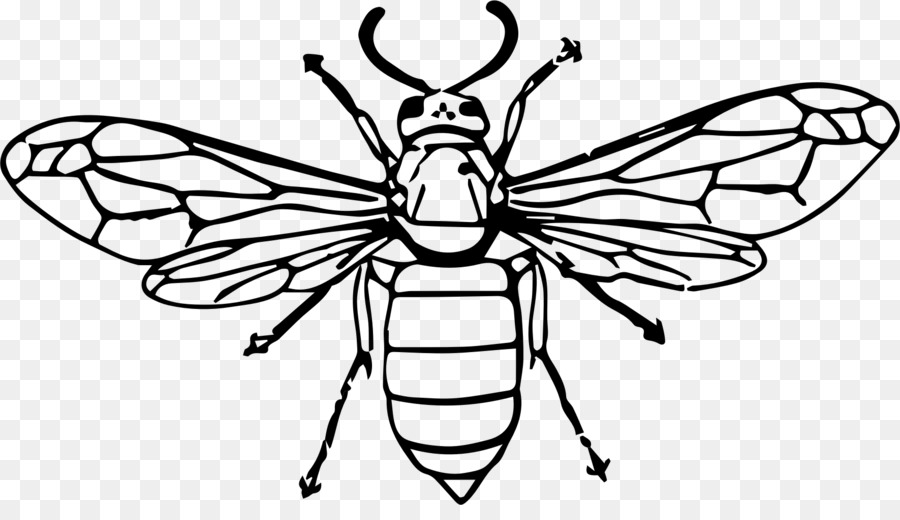 900x520 Huge Collection Of 'insect Line Drawing' Download More Than