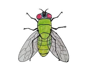 370x297 Insect Drawing Archives