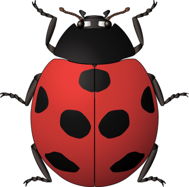 640x631 Hd Ladybug Clipart Vintage