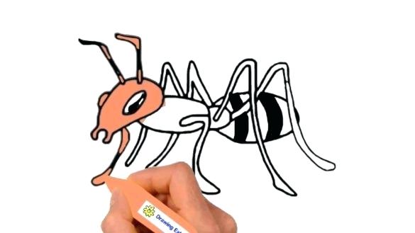585x329 Ant Drawing For Kids