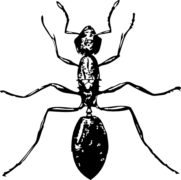 600x595 Drawing Insect Body Transparent Png Clipart Free Download