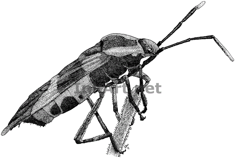 800x541 Large Milkweed Bug