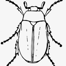 250x250 Bug Easy Big Bird Drawing June Challenge A Life Bunny