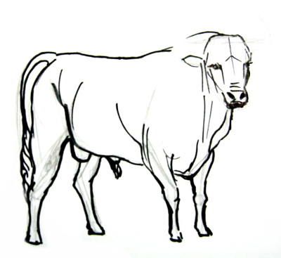 400x367 bullfighting bull drawing drawing instruction art