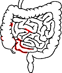 213x250 Human Intestines Drawing