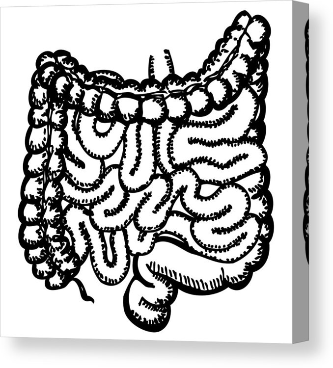 678x750 Intestines Canvas Print Canvas Art