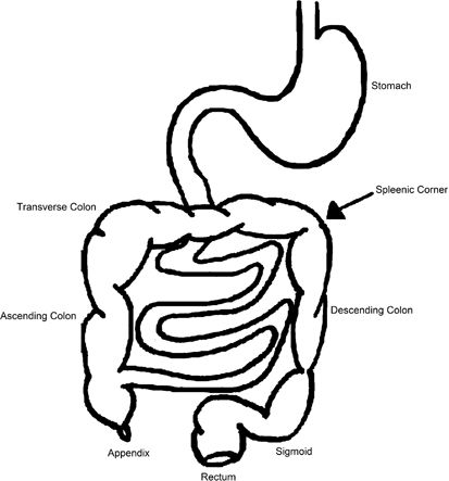 Intestines Drawing | Free download on ClipArtMag