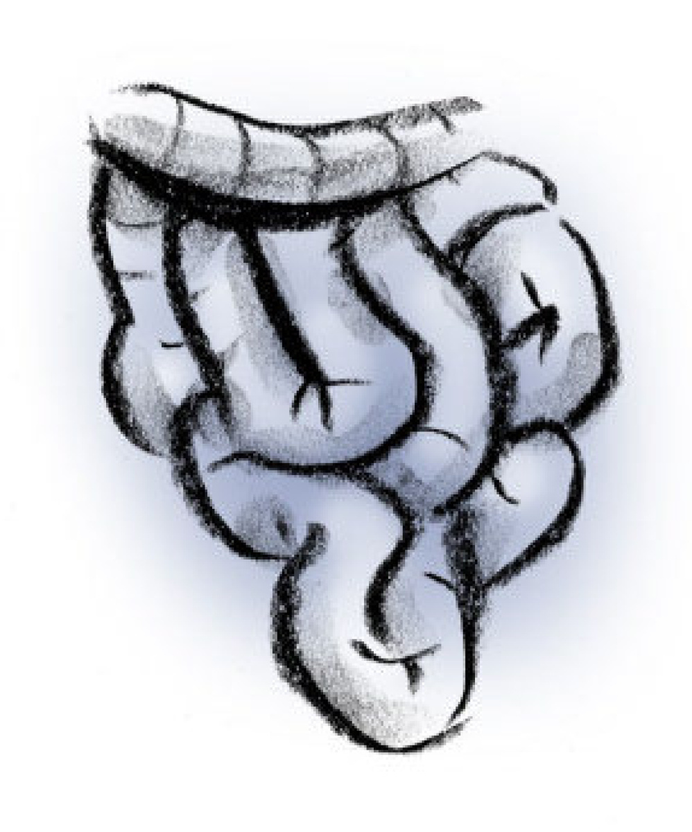 998x1200 small intestine fascinating facts about body parts the star