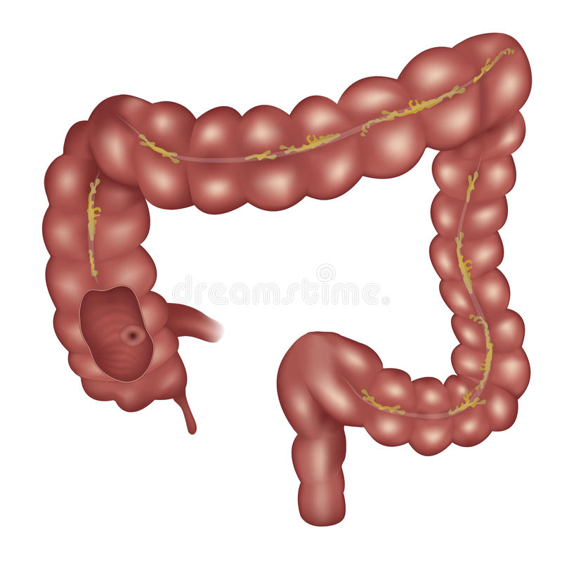 800x808 collection of free appendices clipart large intestine download