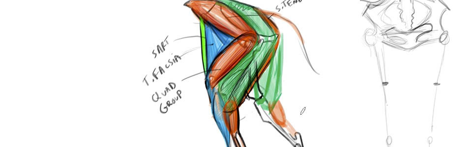 960x300 Introduction To Animal Anatomy