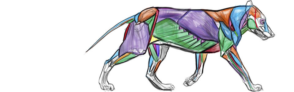 960x300 Introduction To Animal Anatomy
