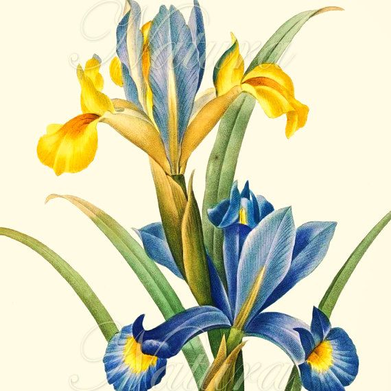 570x570 Digital Botanical Art Printable, Blue And Yellow Flower