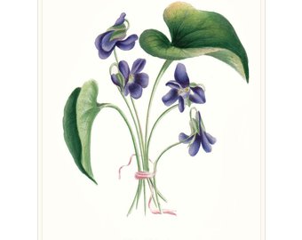 340x270 Flower Prints Etsy