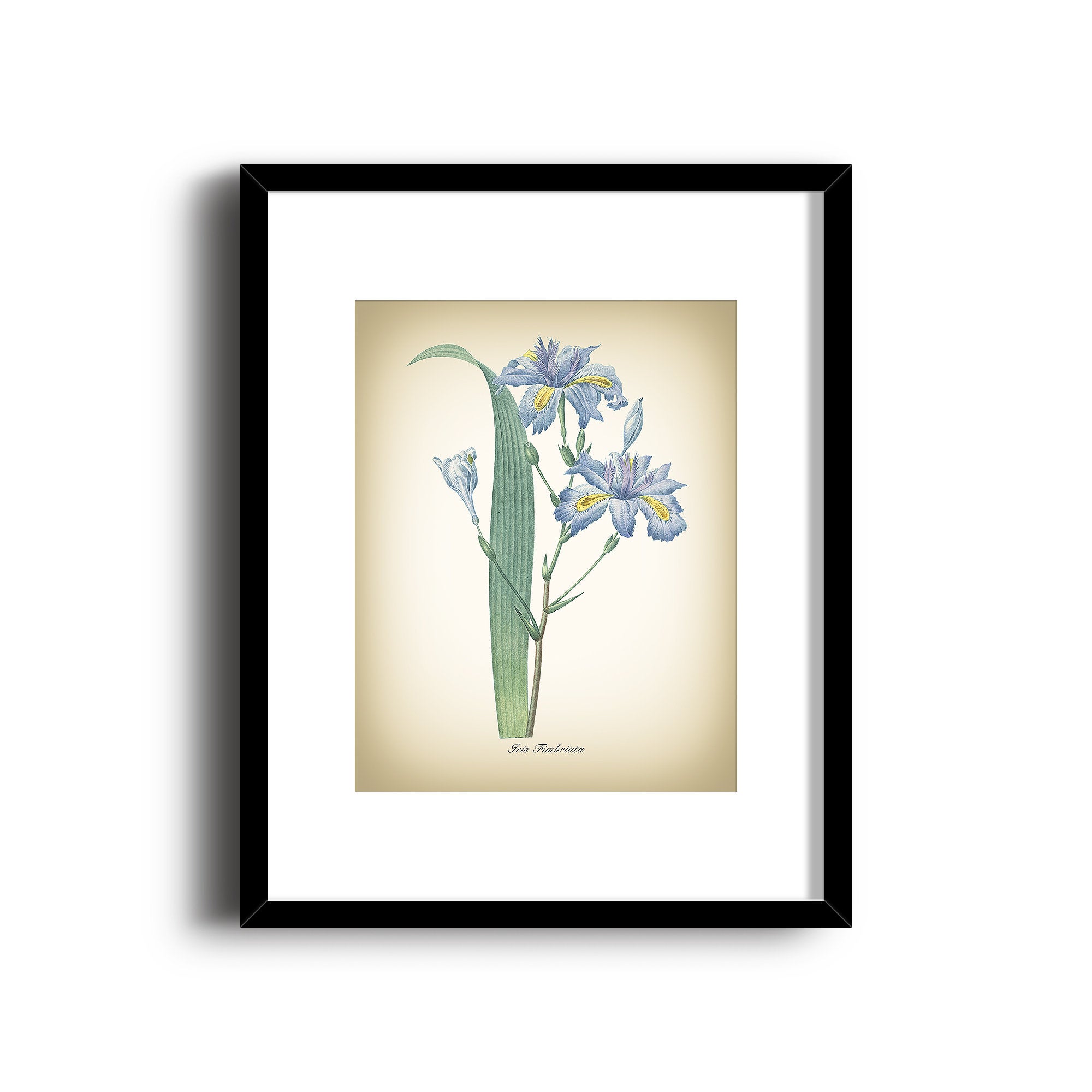 2000x2000 iris fimbriata botanical art print vintage botanical print etsy