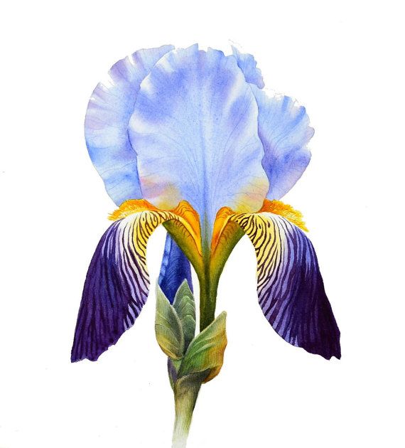 570x630 Iris Original Watercolor Painting Botanical Art