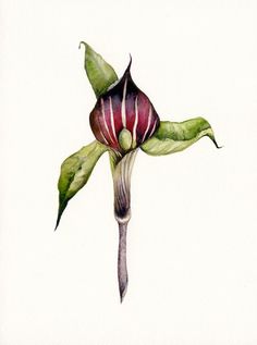 236x317 best iris images botanical drawings, botanical illustration