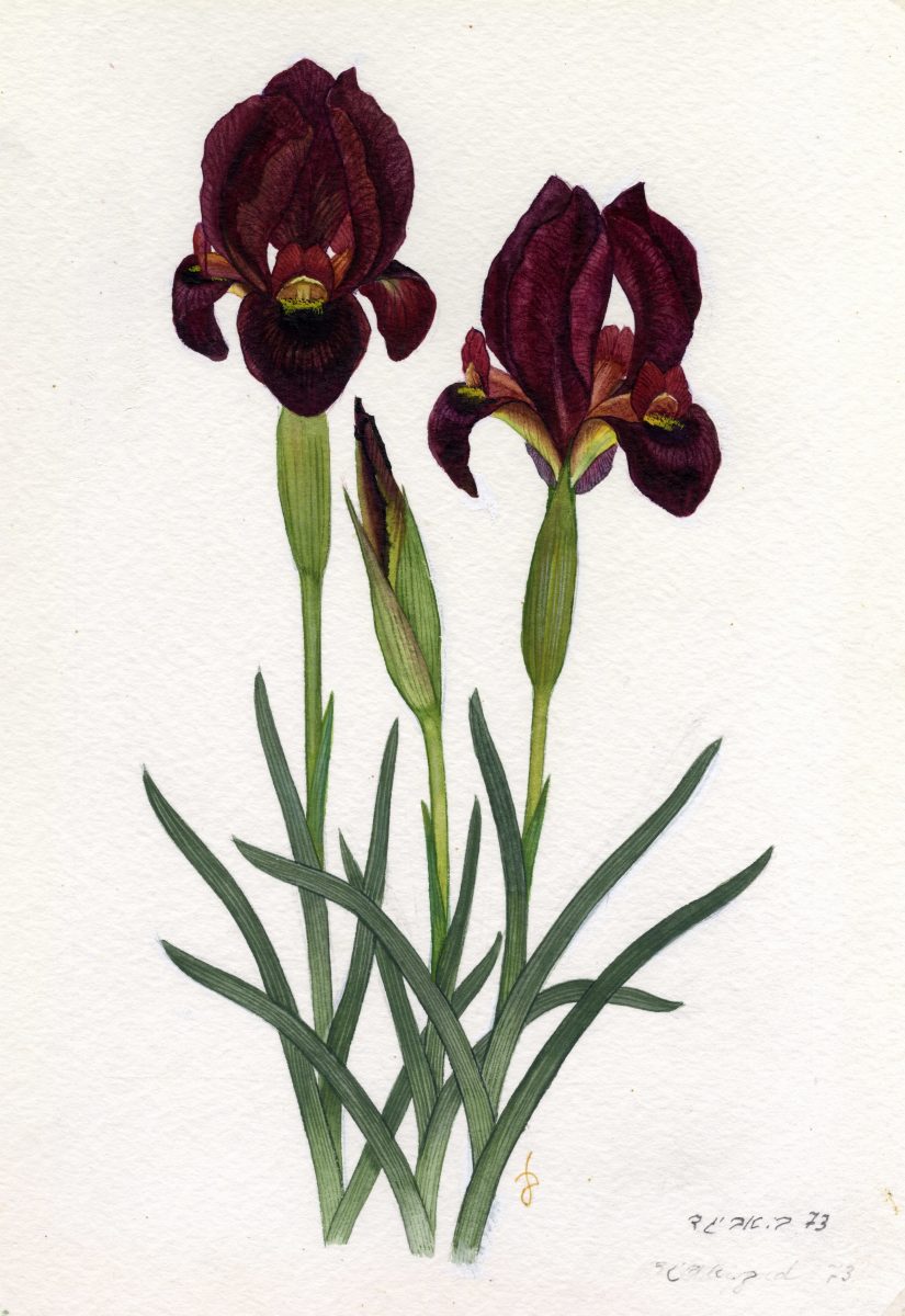 825x1200 iris atropurpurea dinsm flora of israel online