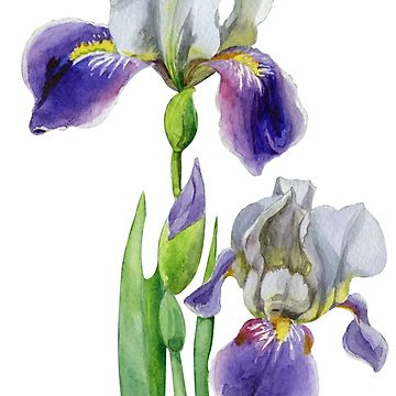360x360 Iris Flower Botanical Watercolor Illustration Sticker
